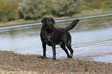 LABRADOR 251